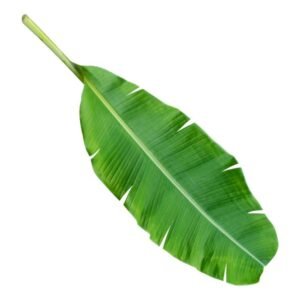 BANANA-LEAF (Musa x paradisiaca)