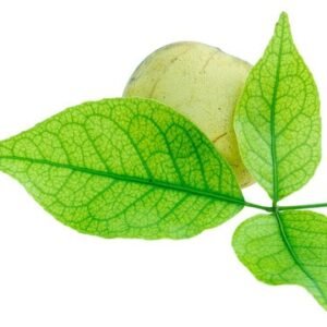 BELL PATTA (Aegle marmelos)