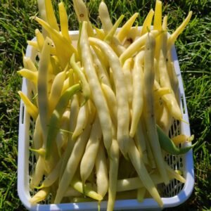 LONG BEANS-WHITE (Vigna unguiculata)