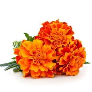 MARIGOLD FLOWER